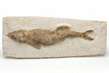 Lower Turonian Fossil Fish - Goulmima, Morocco #76397-1